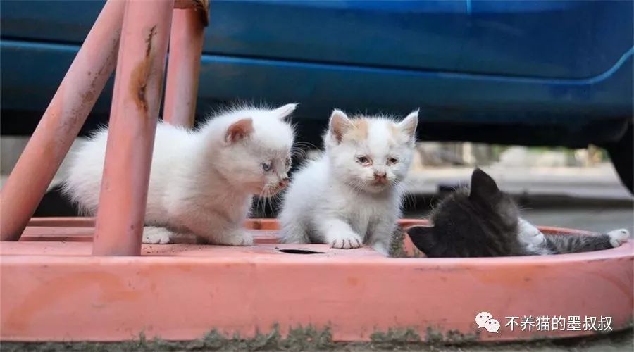 对不起啊小猫咪，我不是药神