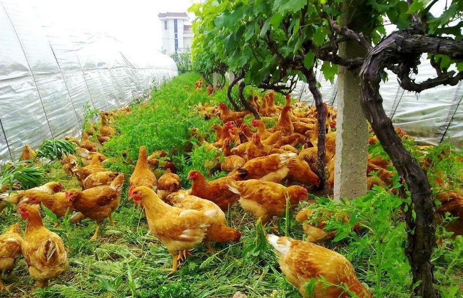 卖鸡蛋一年赚五个亿,如何把卖鸡蛋生意做大