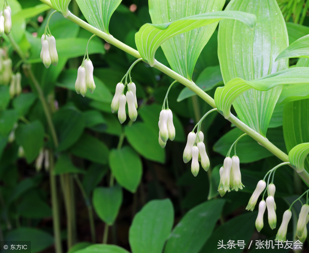 中药药材浪漫的名字,蕴含极致浪漫的中药名字