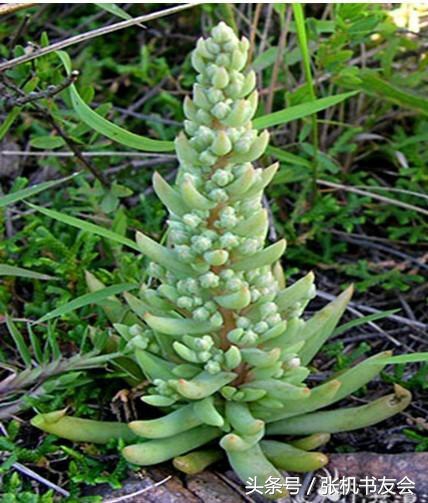 中药药材浪漫的名字,蕴含极致浪漫的中药名字