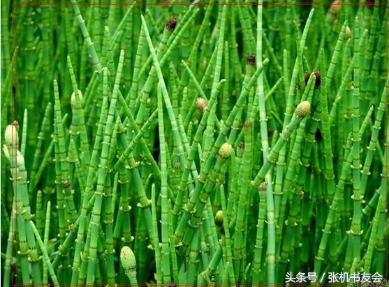 中药药材浪漫的名字,蕴含极致浪漫的中药名字