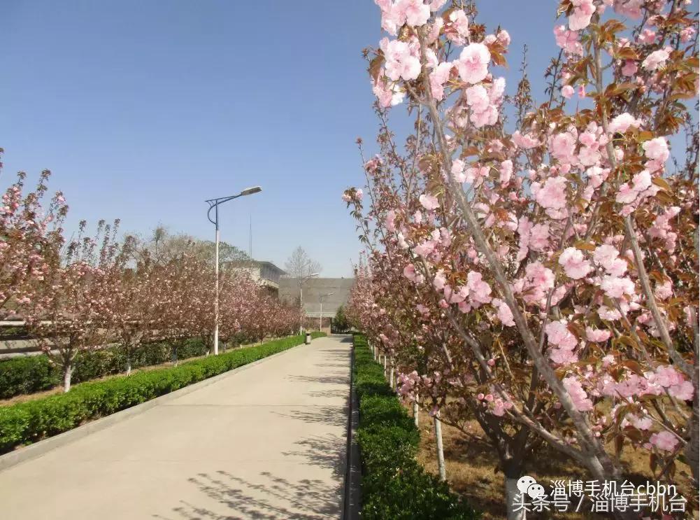 给山东淄博市委书记点赞,为淄博市委书记点赞