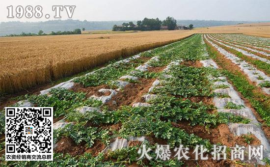 瓜果死苗烂根怎么处理,大棚种瓜类死棵的原因