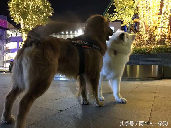 如何训练宠物狗撒手没,宠物狗如何让它不乱叫排便