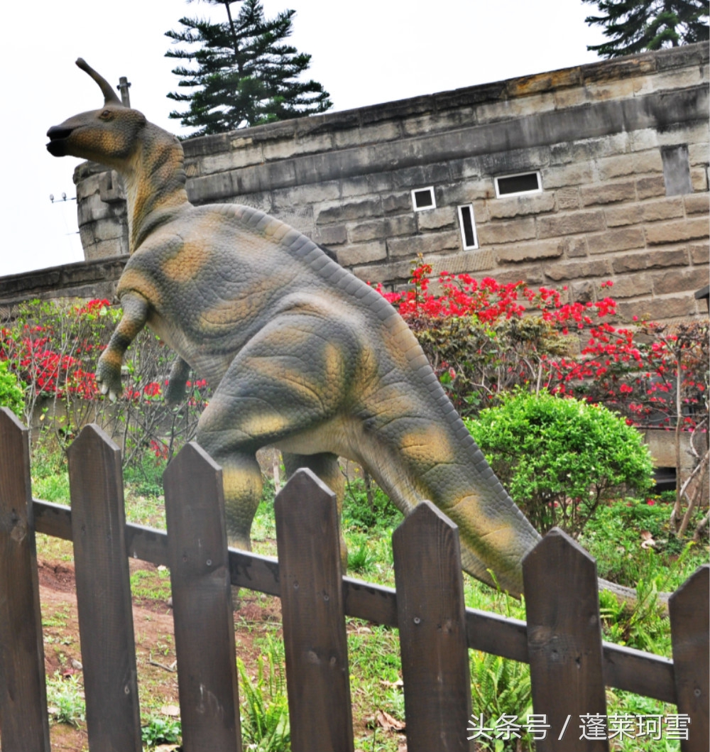 自贡恐龙博物馆展示是真恐龙吗,自贡恐龙博物馆可以现场购票吗