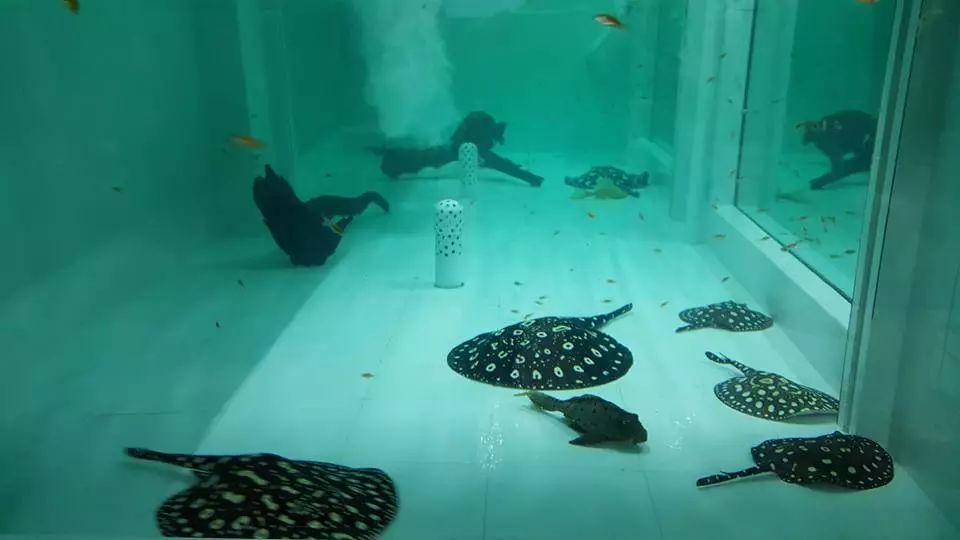 魟鱼入缸不开口,搞懂魟鱼入缸的所有事项