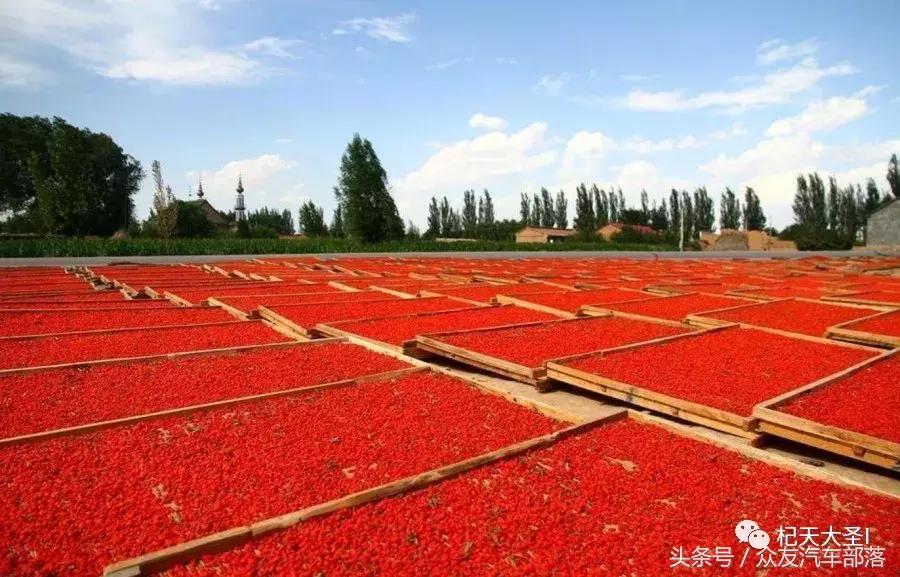 枸杞泡一大杯直接吃有什么好处,枸杞这样泡男性必看