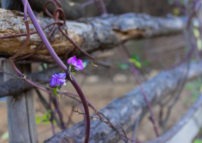 愿你有一个小院繁花爬满篱笆,愿你有一处小院听风听雨种菜养花