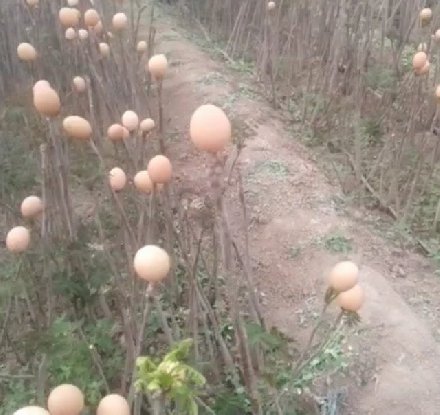 能下蛋的男人:印尼一男子竟每三月产蛋一次