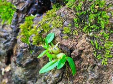 石斛没木屑种花盆里怎么种,石斛没有根又小怎样种植