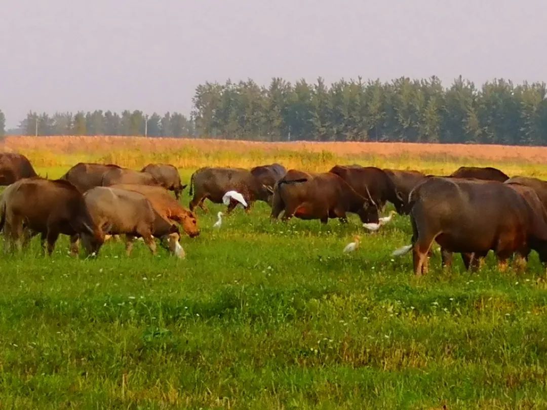 一脚踏进蛮荒地：这里有牛阵，鹭群，巴水河，长草滩