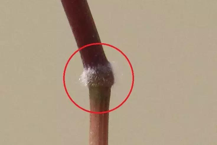 怎样辨别小麦田禾本科杂草,水稻杂草幼苗怎么鉴别