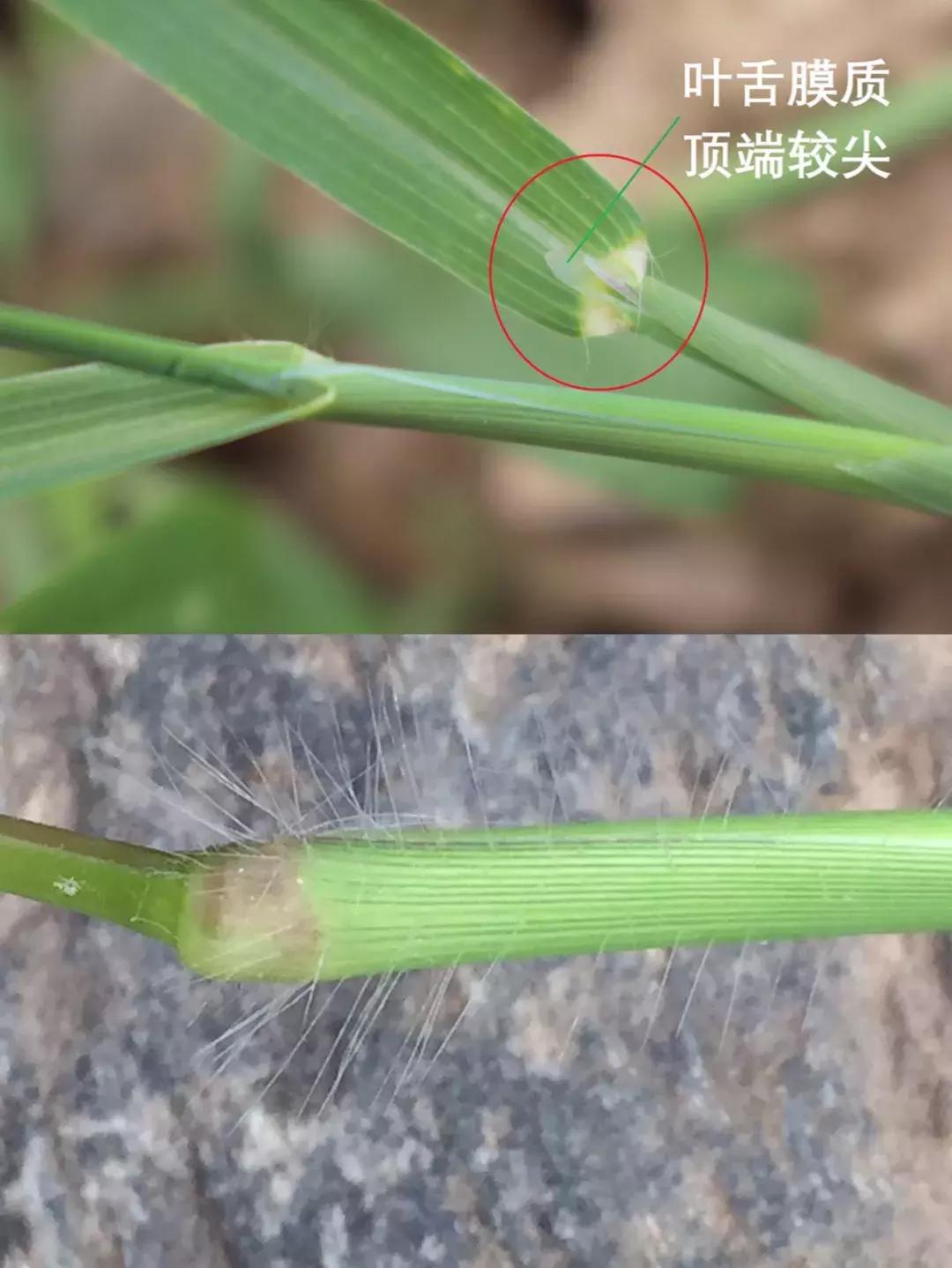 怎样辨别小麦田禾本科杂草,水稻杂草幼苗怎么鉴别