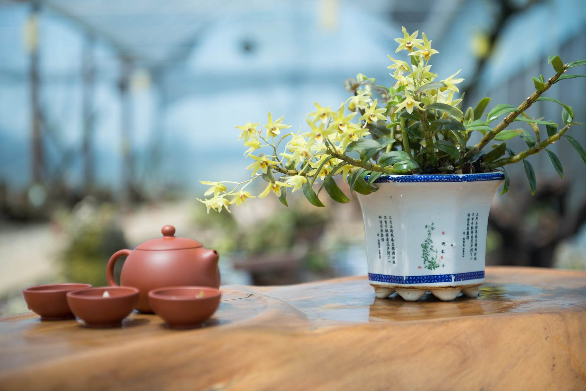 铁皮石斛盆栽的正确种植方法,铁皮石斛的种植方法和养护技术