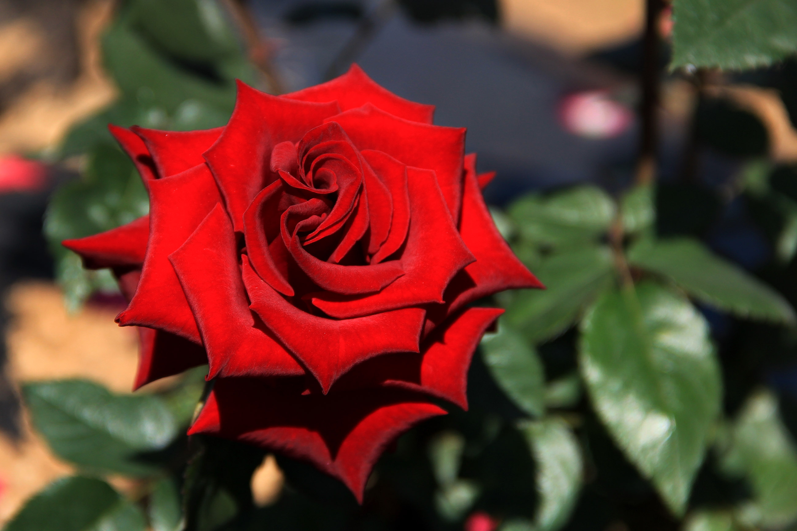 玫瑰花束怎么开得久一点,收到的玫瑰花束怎么养不枯萎