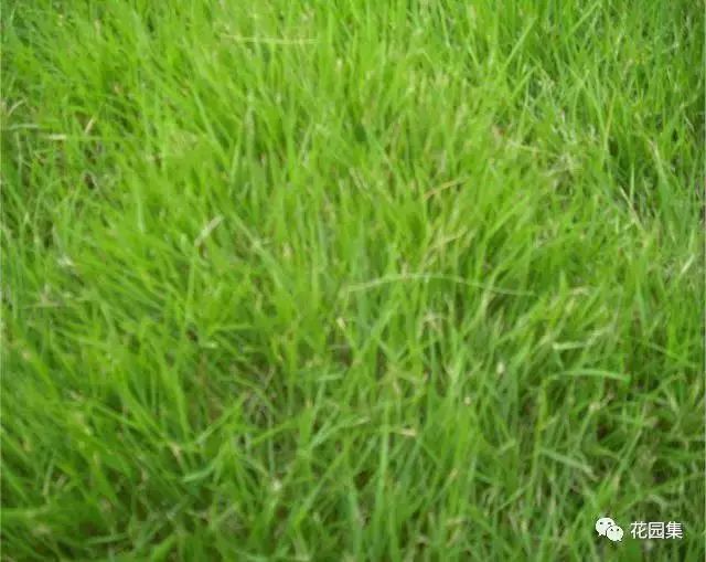 楼顶花园草坪种植方法全过程,花园草坪怎么种植