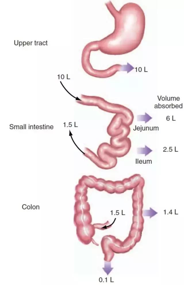 急性腹泻的正确饮食方法,急性腹泻的正确处理