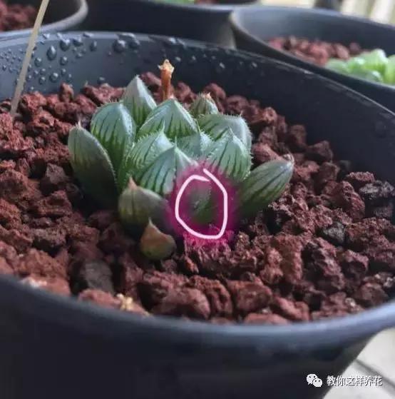 如何对付养花中的小黑飞,花盆的小黑飞可用酒精喷吗