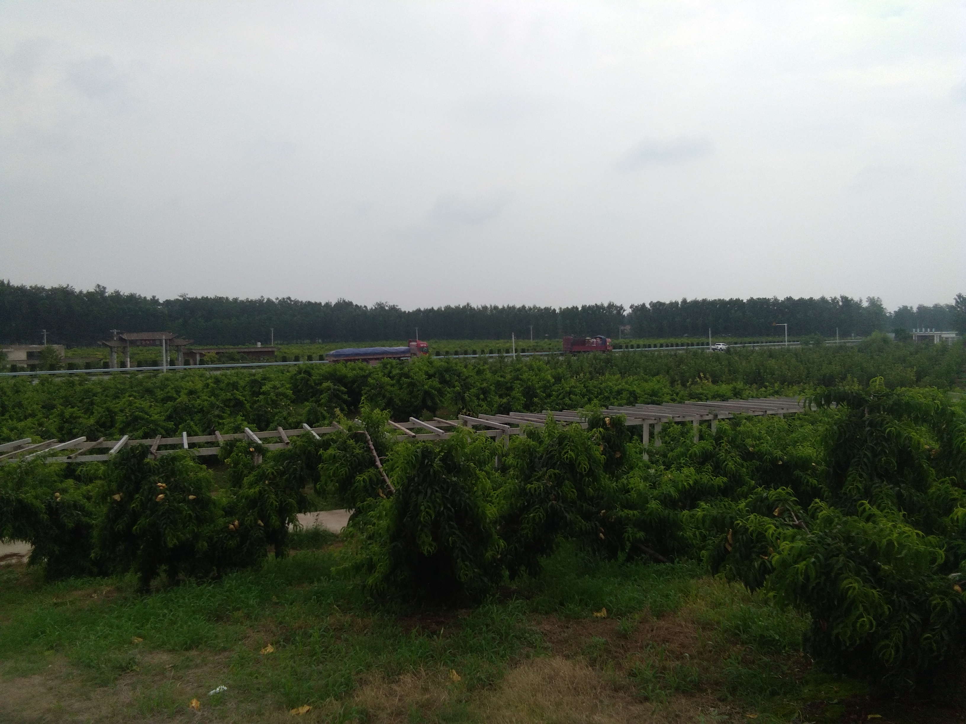 千鸟园宿迁美食,千鸟园桃缘