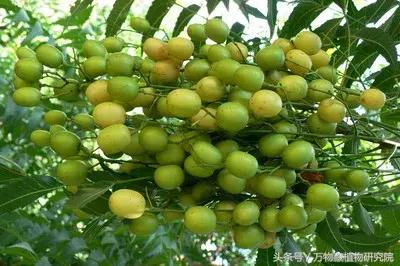 同草不同命，大牌护肤品中也有这些印度草药