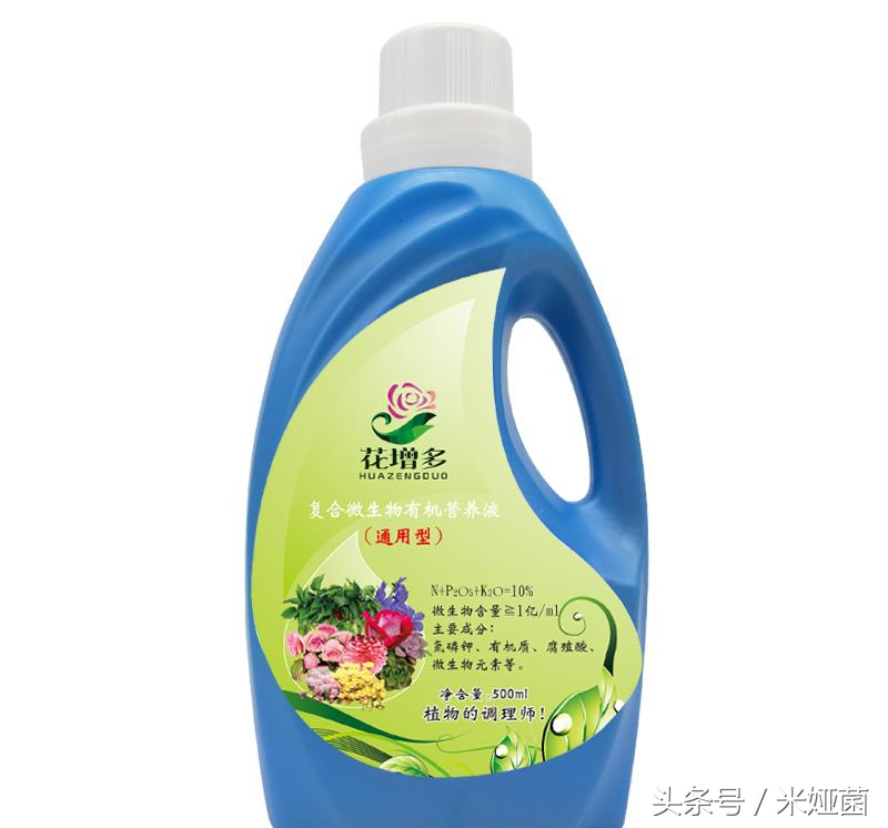 富贵竹怎么处理不会缩水起皱,富贵竹怕冻怎么处理