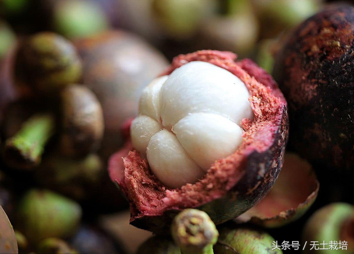 榴莲是水果之王好多人喜欢吃,榴莲堪称水果皇后一点也不假