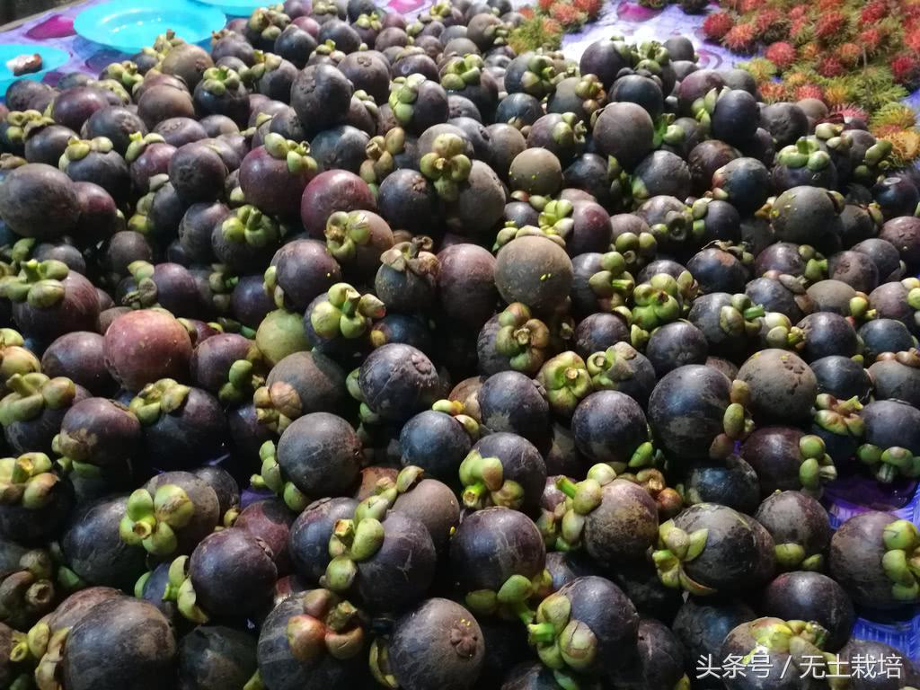 榴莲是水果之王好多人喜欢吃,榴莲堪称水果皇后一点也不假