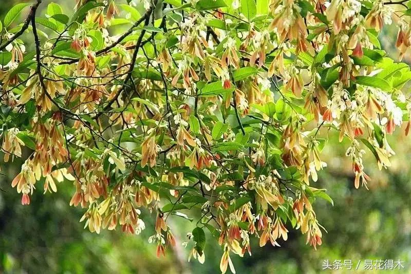 濒临灭绝的珍稀植物,世界珍稀濒危植物三大旗舰种