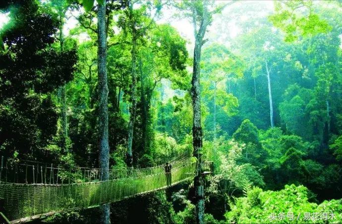 濒临灭绝的珍稀植物,世界珍稀濒危植物三大旗舰种
