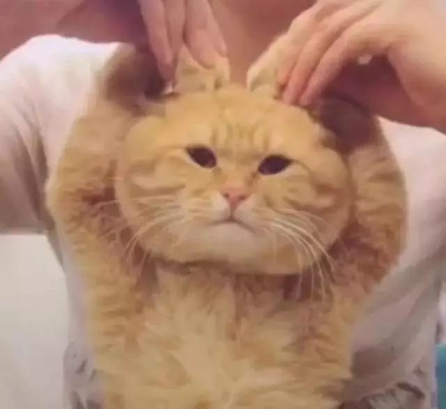 香港最近查获的假货,香港查获72万元假货