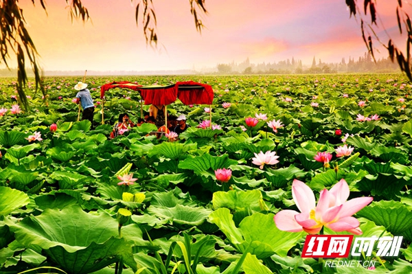 湖南赏荷,夏日赏荷好推荐打卡地