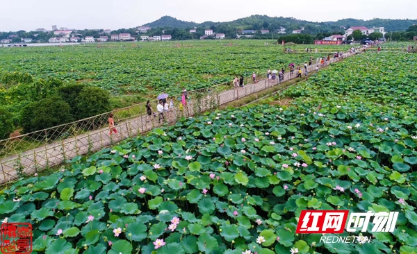 湖南赏荷,夏日赏荷好推荐打卡地