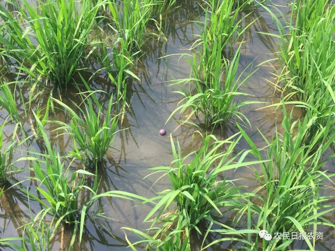 赤眼蜂防治螟虫,赤眼蜂的防治技术