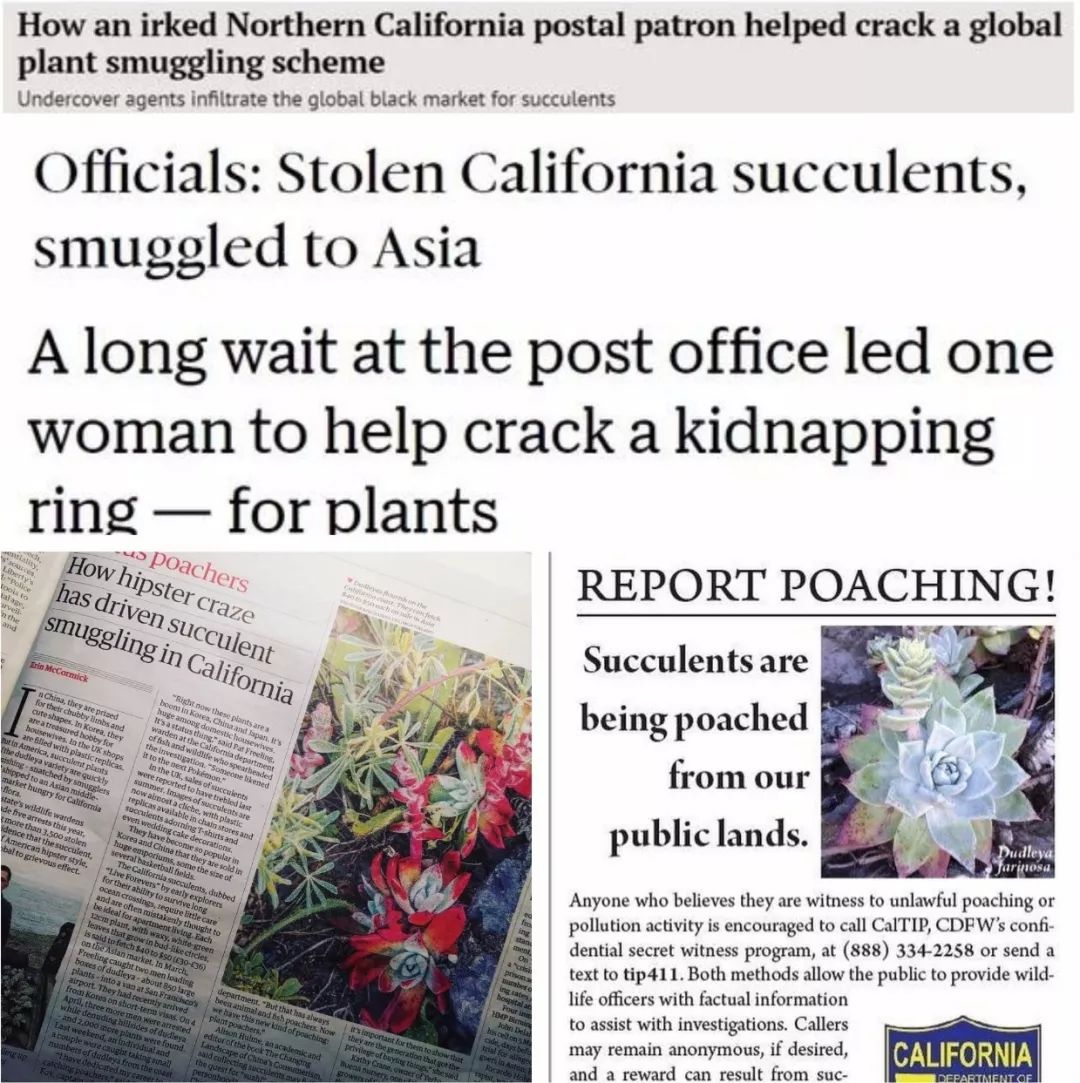 偷了价值10万的多肉,偷多肉可耻吗