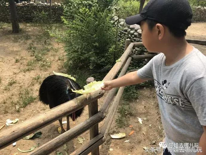 长隆野生动物园一日游简单攻略,长隆野生动物园两天一晚游玩攻略