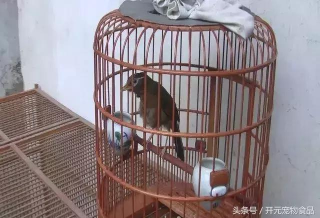 画眉换毛，值得注意