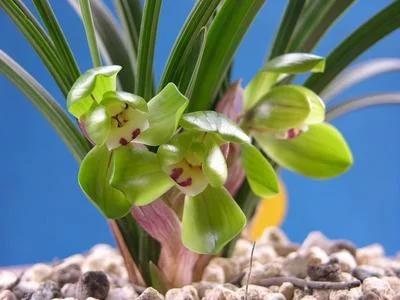 春兰大富贵价格,春兰大富贵艺