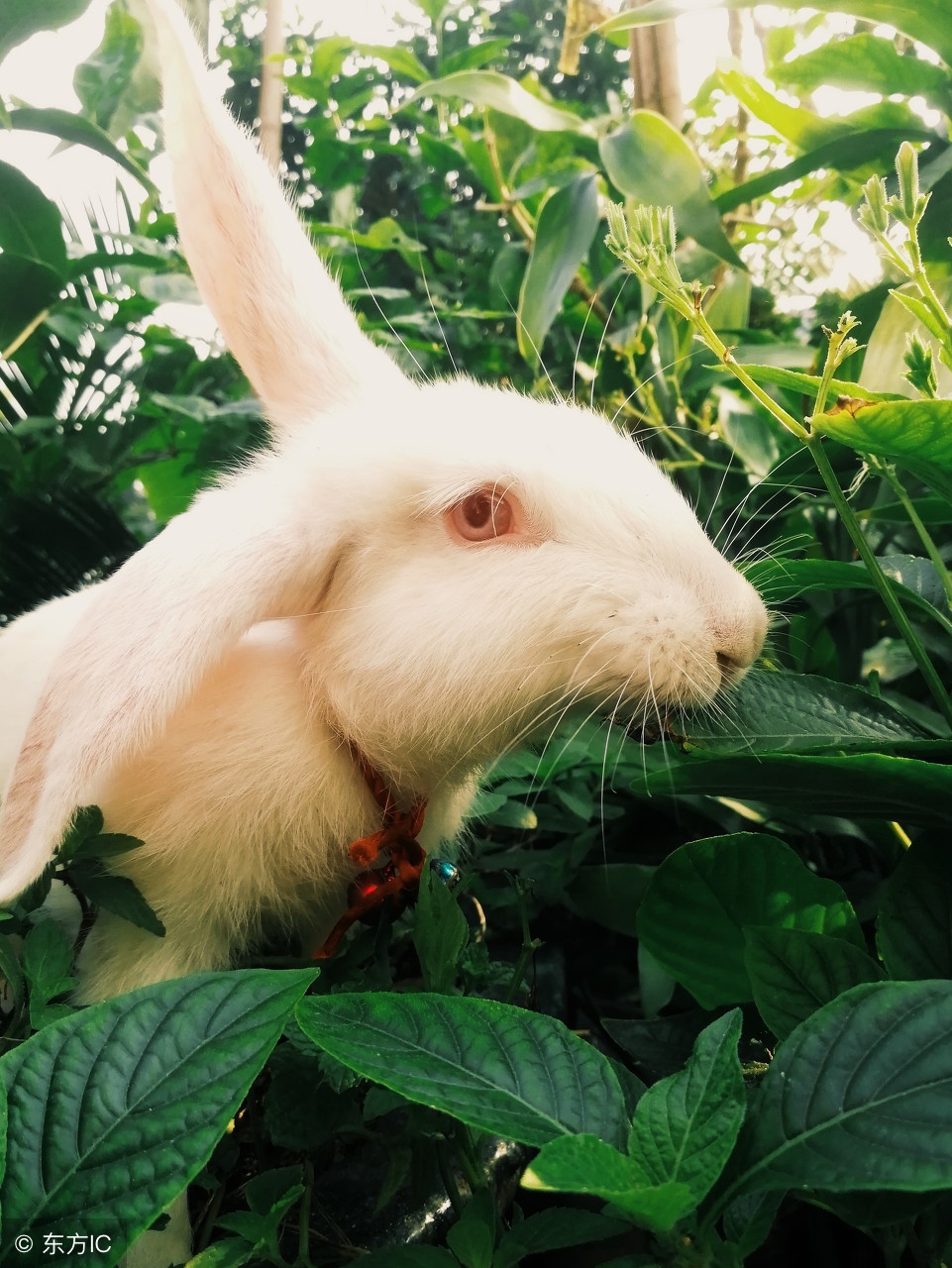 后福不错的生肖,生肖兔早年穷中年富晚年富