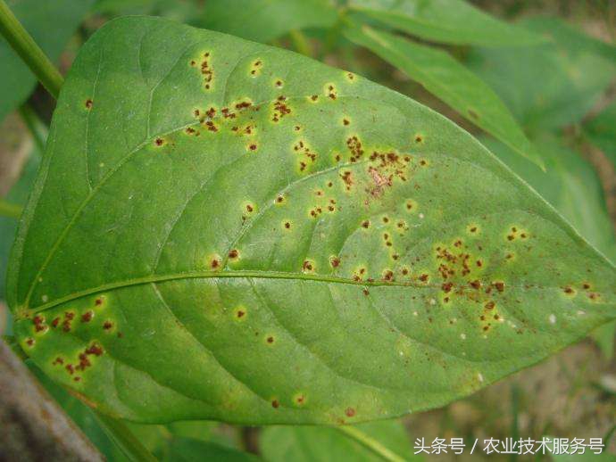 豇豆上有锈点怎么办,豇豆表面锈点是什么