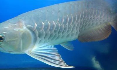 龙鱼快死的视频,龙鱼吞食异物正确的处理方法