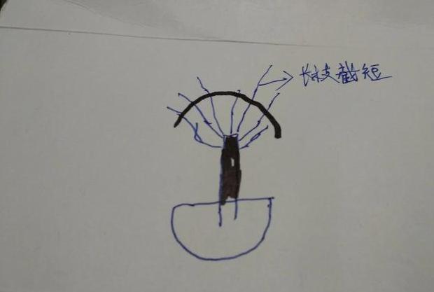 发财树长叶不长高,发财树长得快不快