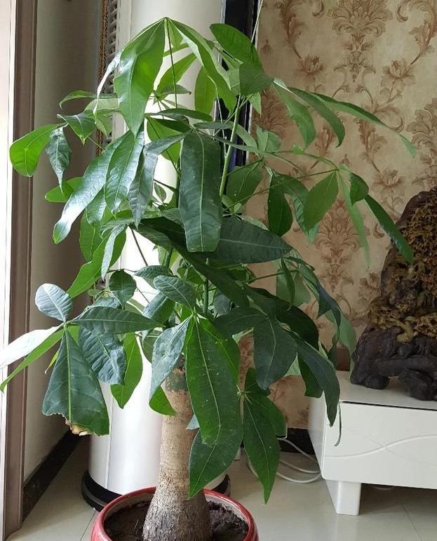 发财树长叶不长高,发财树长得快不快
