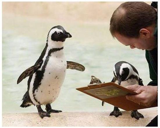 赢在起跑线上的孩子视频搞笑,萌娃发量惊人好像蒙奇奇