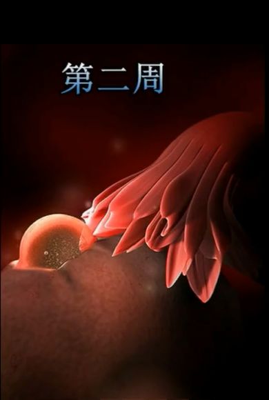 胎儿发育震撼照片,最全胎儿发育图