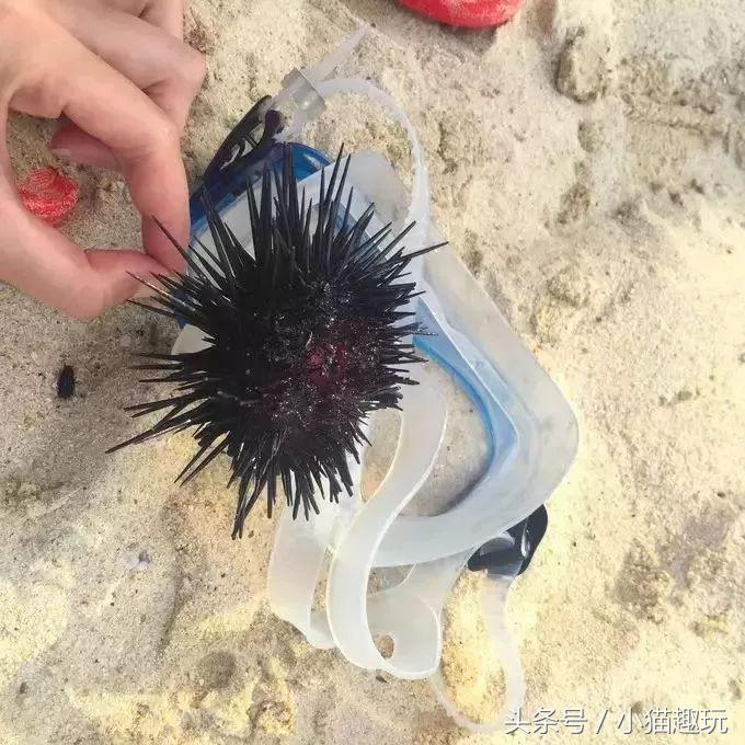 马尔代夫水清沙白,东莞绝美海岛