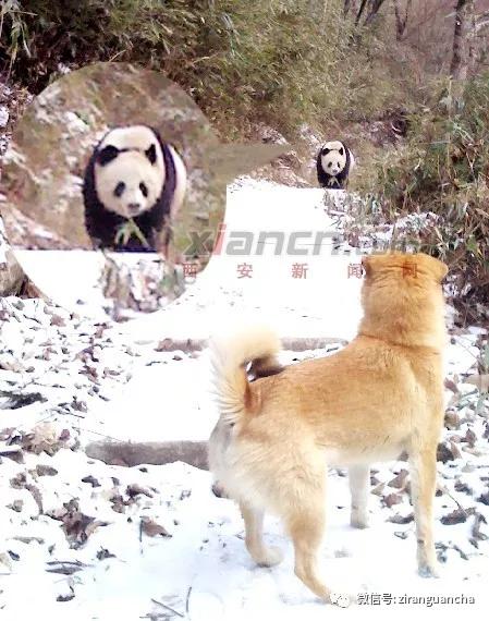 秦岭大熊猫犬瘟热事件,犬瘟热危险期