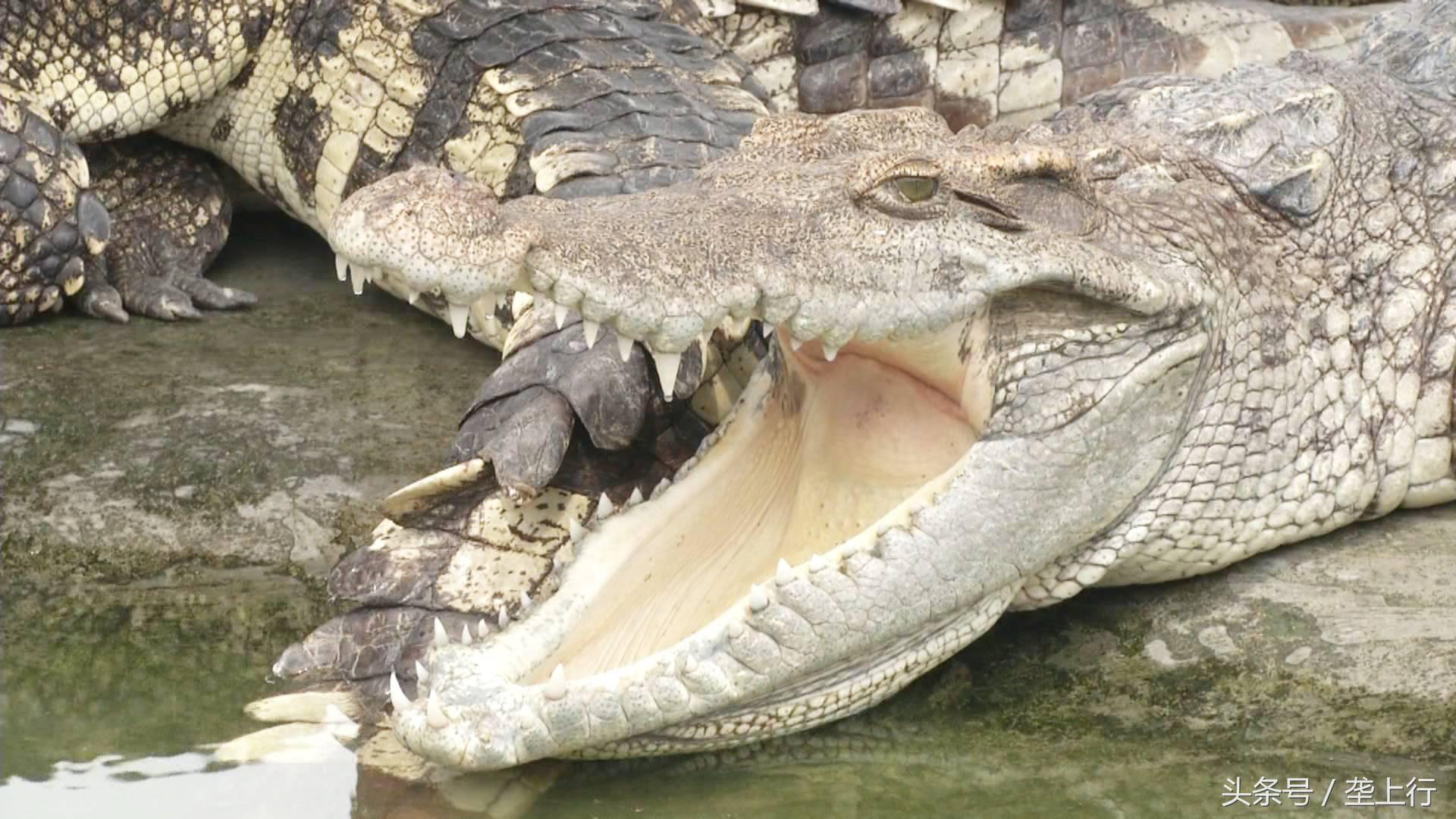 与鳄共舞纪录片,与鳄共舞的视频