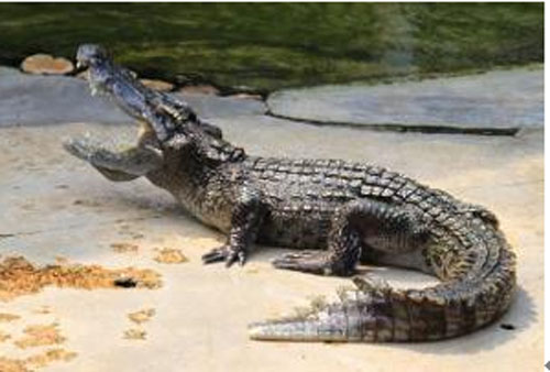 七种真实存在的史前动物,史前十大动物进化史