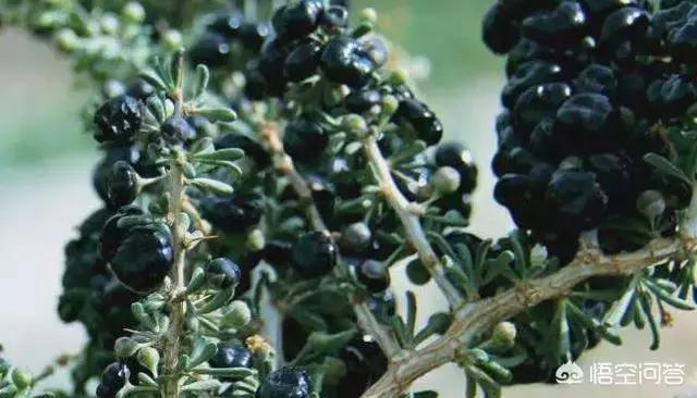 黑枸杞有什么功效价格是多少,黑枸杞有什么功效吗