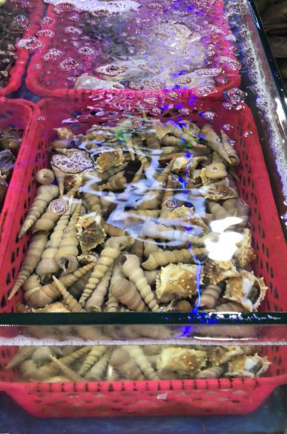 三亚不得不去的景点图片,三亚夜游三亚湾自由行热门攻略